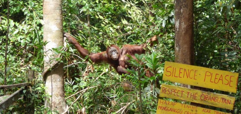 Flussfahrer und Waldmenschen im Dschungel Borneos