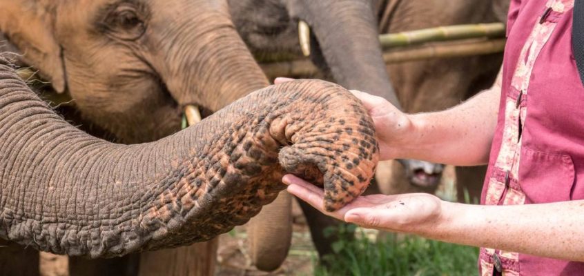 Elefantencamp: Kuscheln mit den grauen Riesen