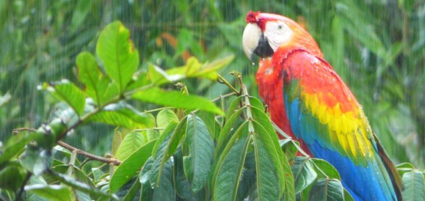 Ecuador: Regentage im Regenwald