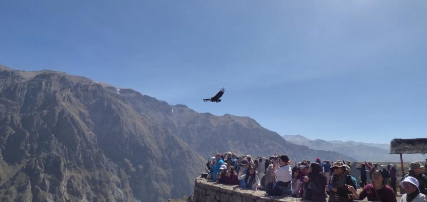 Colca Canyon: Bei den Giganten der Lüfte