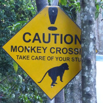 Achtung, die Affen greifen an! (Indonesien)