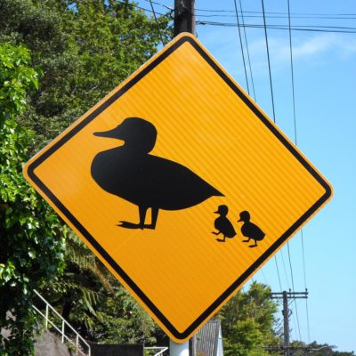 Achtung, noch eine Entenfamilie! (Neuseeland)