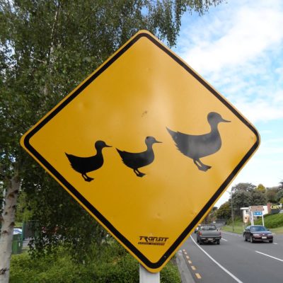 Achtung, Entenfamilie! (Neuseeland)