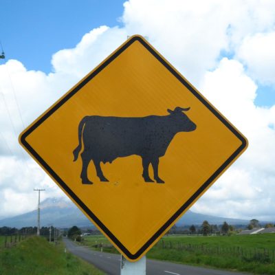 Achtung, Kühe! (Neuseeland)