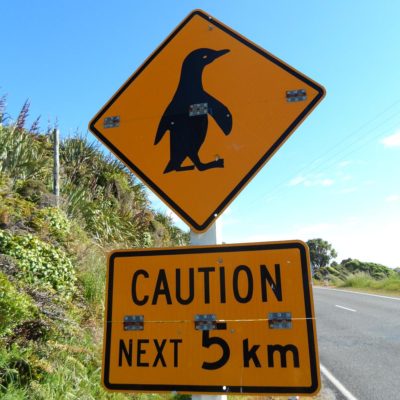 chtung, süße kleine Pinguine! (Neuseeland)